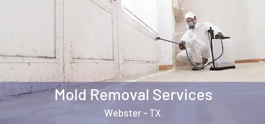  Mold Removal Services Webster - TX
